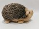 17cm 6.69in Mainan Dari Bahan Daur Ulang Rainbow Hedgehog Stuffed Animal